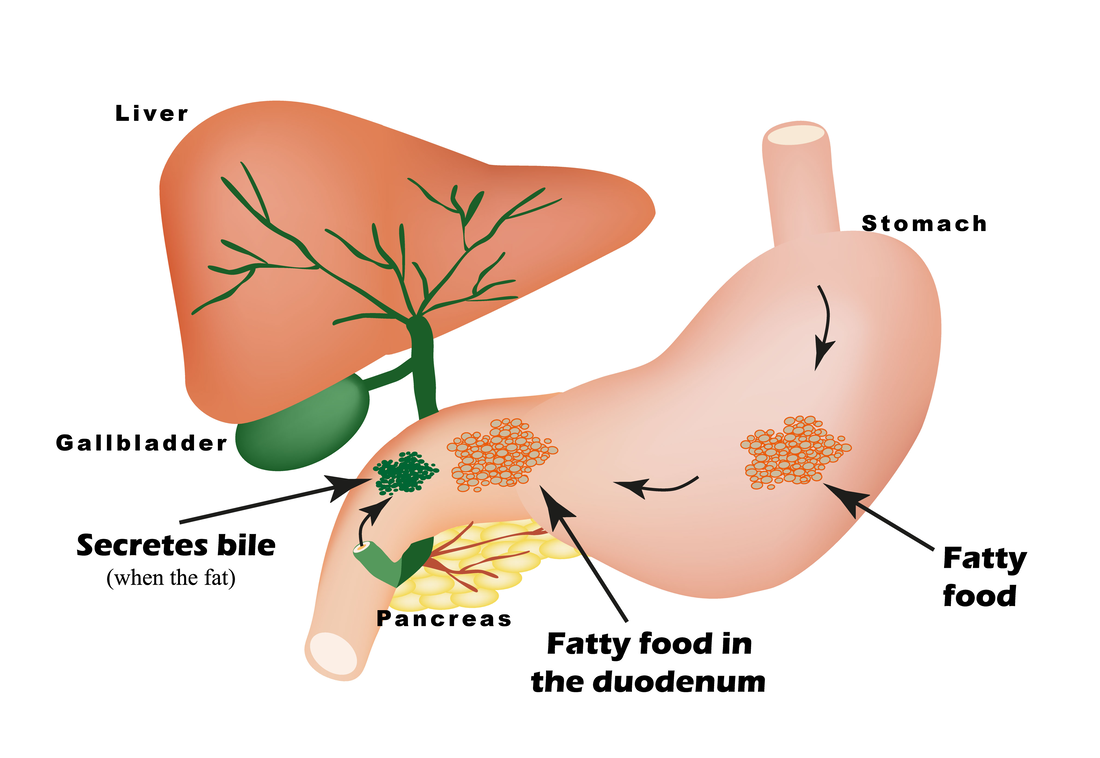 liver belongs to what organ system